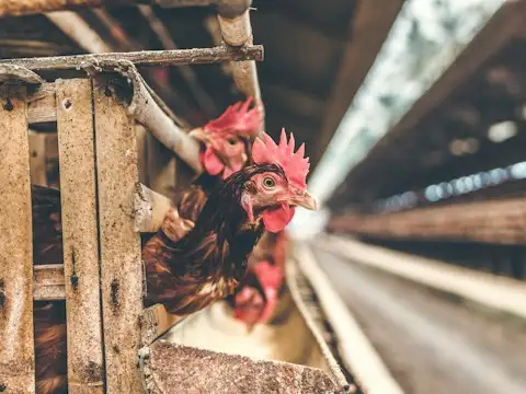 Tumbuh Bareng Tim yang Membangun Ekosistem Protein Indonesia