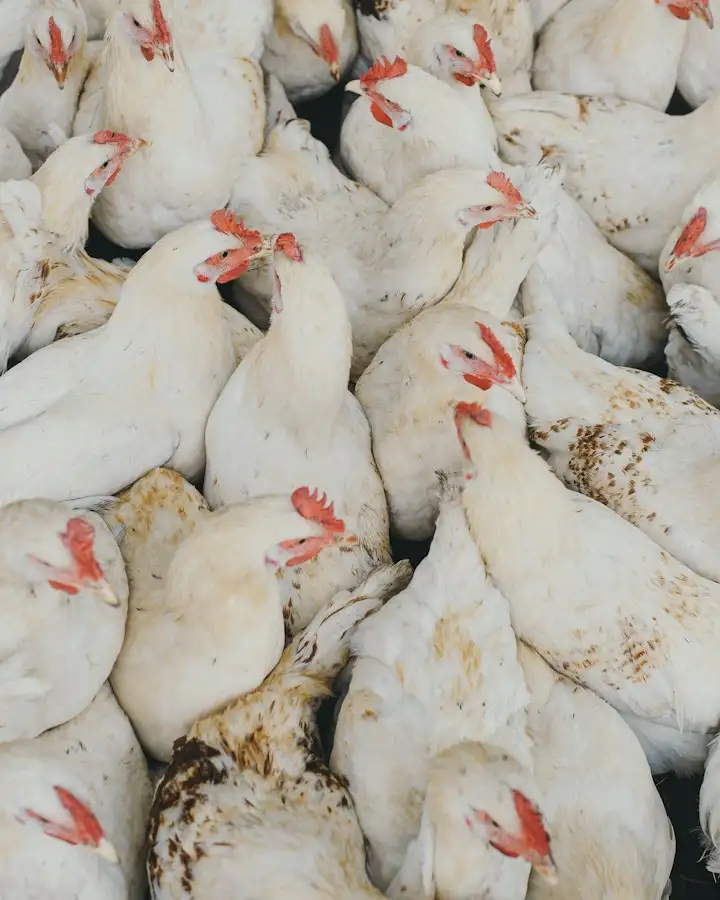 Tumbuh Bareng Tim yang Membangun Ekosistem Protein Indonesia